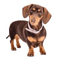 Sausage Dog Sticker by Insight Social