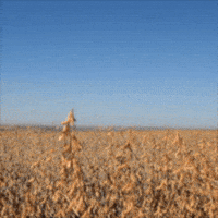 Agro Soja GIF by intactarr2pro