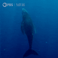Pbs Nature Ocean GIF by Nature on PBS