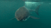 coming discovery channel GIF by Discovery Europe