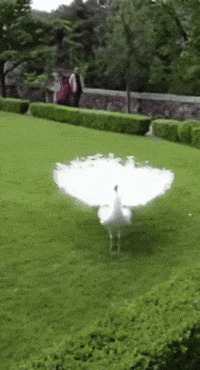 peacock dancing GIF