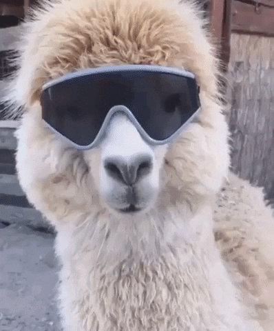 Funny GIF by JustViral.Net