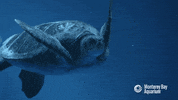 sea turtle swimming GIF by Monterey Bay Aquarium