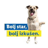Cat Dog Sticker by Lidl Slovenija