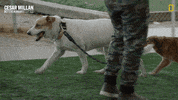 Dogwhisperer GIF by National Geographic Channel