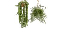 Plants Planten Sticker by 2nice