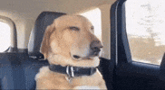Dog Sleep GIF