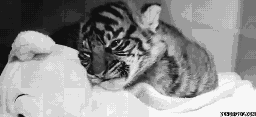 snuggling baby animals GIF by Cheezburger