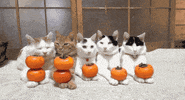 bored cat GIF