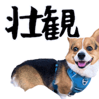 Corgi Wow Sticker