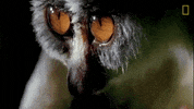 national geographic GIF by Nat Geo Wild