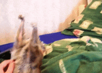 tummy loris GIF