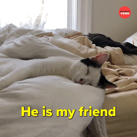 He is my friend