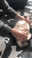 This Cat Is Really 'Feline' These Belly Rubs