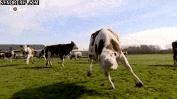 excited spring fever GIF by Cheezburger