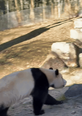 ehdgus1211 giphyupload GIF