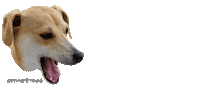 heykirbydog dog what omg no way Sticker