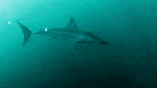 on my way hello GIF by Shark Week