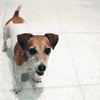 Happy Dog Food GIF by Diamond Pet Foods
