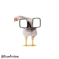 Clap Chicken GIF