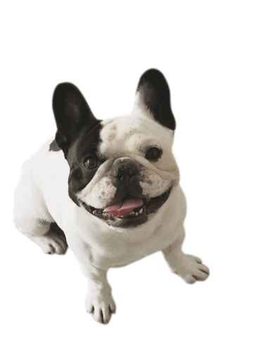 French Bulldog Dog Love Sticker by Diggs Pet