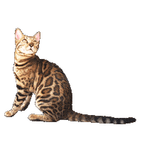 Bengal Cat Sticker by Kitty Fuchs