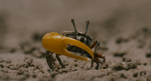 fiddler crab GIF by Head Like an Orange