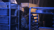 Season 4 Reaction GIF by grown-ish