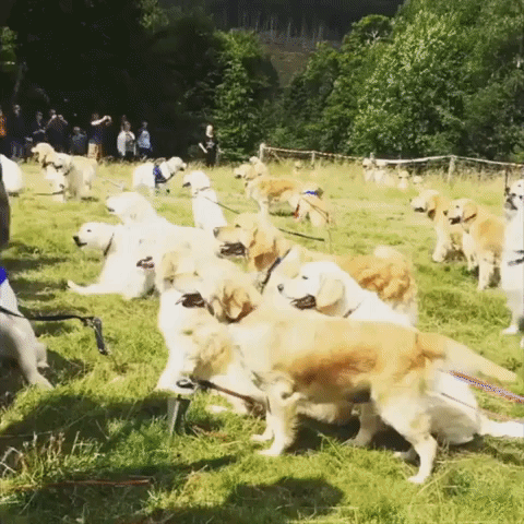 Hundreds of Golden Retrievers Gather in Scotland to Mark Breed's 150th Anniversary