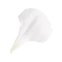 Flor Sticker by Flores de Sal