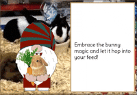 Bunny Rabbit Gnome GIF