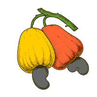 Nordeste Caju Sticker by Matturi
