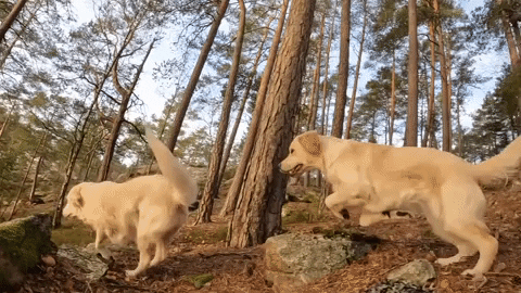 Golden Retriever Dogs GIF by Mall Grab