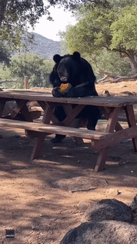 Bear Sits at Picnic Table Like Human to Eat Gourd