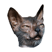 derp STICKER by imoji