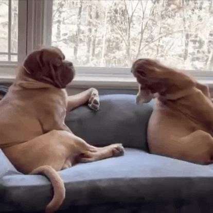 Dogsofinstagram love dog quarantine cuddle GIF
