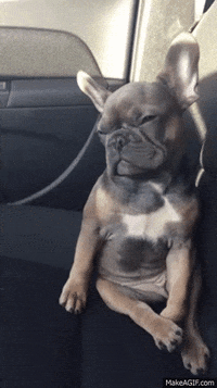 french bulldog GIF