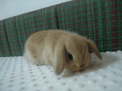 rabbit looking GIF