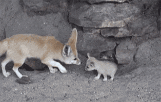 fox GIF