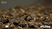 Grow Time Lapse GIF by PBS