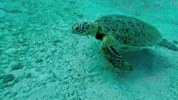 Marine Life Swimming GIF by world-weather.ru