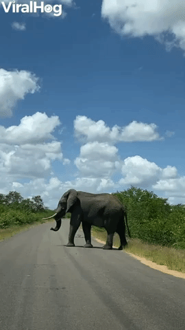 Elephant Roadblock in Kruger National Park