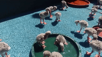 Sanctuaries Step in as Thousands of Flamingo Chicks Abandoned by Their Parents