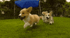 Video gif. Slow motion capture of three corgis running joyously through a backyard.