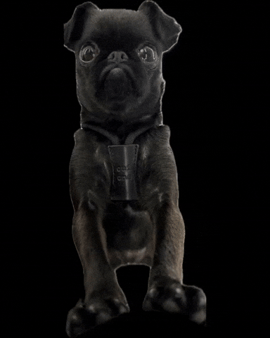 ouionestudio giphyupload pug quick change brussels griffon GIF