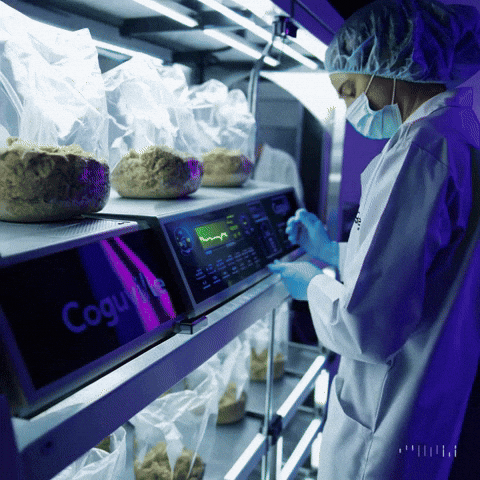 GIF Cultivo