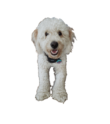Dog Chiefs Sticker by WE ARE HEAR