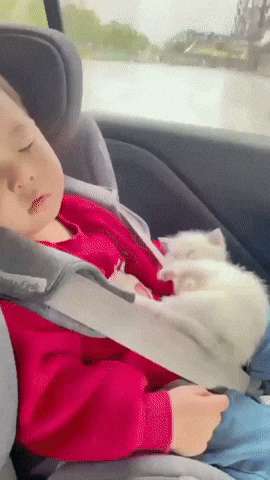 cuteanimalland giphyupload GIF