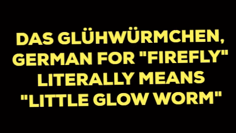 gluehwuermchen GIF