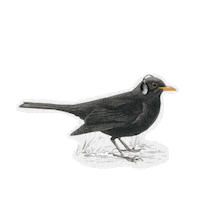 Sticker by RSPB